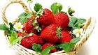 B00u2pzjpe Hirts Gardens Everbearing Ozark Beauty Strawberry Bare Root Hirt