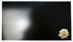 Dell Inspiron 5748 Lcd Screen Led 29JPY Fhd 17.3" N173HGE-E11 C1. Fixed Price $108.97.