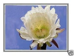 KL.13305.019 For Acer Panel 13.3" Wxga Hd Slim Led Lcd Screen Display New. Fixed Price $80.68.